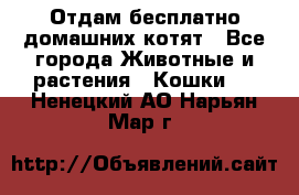 Отдам бесплатно домашних котят - Все города Животные и растения » Кошки   . Ненецкий АО,Нарьян-Мар г.